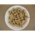 Roasted Peanut in Shell Exporting Quality